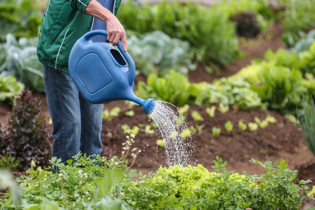 Hortaliças sustentáveis orgânicos em alta