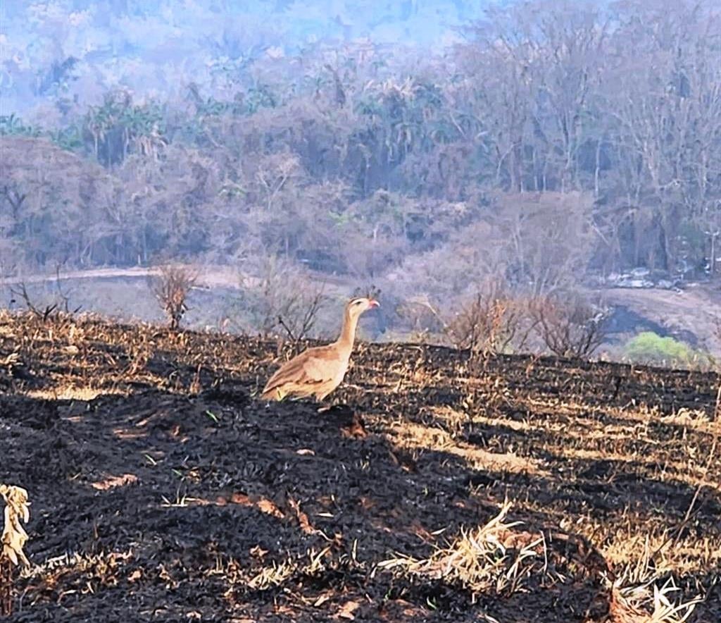 Fazendas mostram perda de matas, dia a dia de incêndios e recuperação em Pompéia