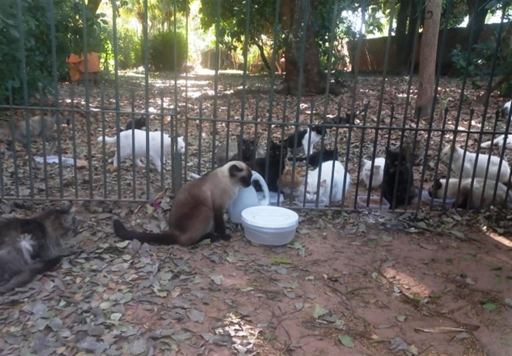 Marília tem força tarefa para resgate de gatos após abandono em chácara