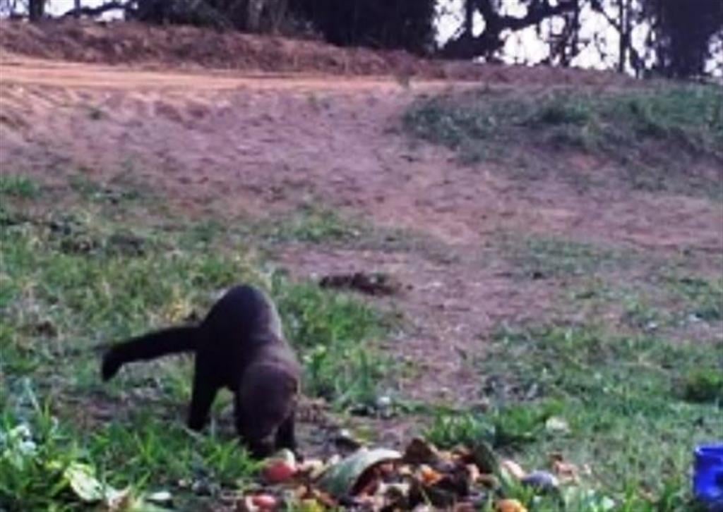 Fazenda atrai animais após grande queimada em Pompéia; campanha ajuda recuperação