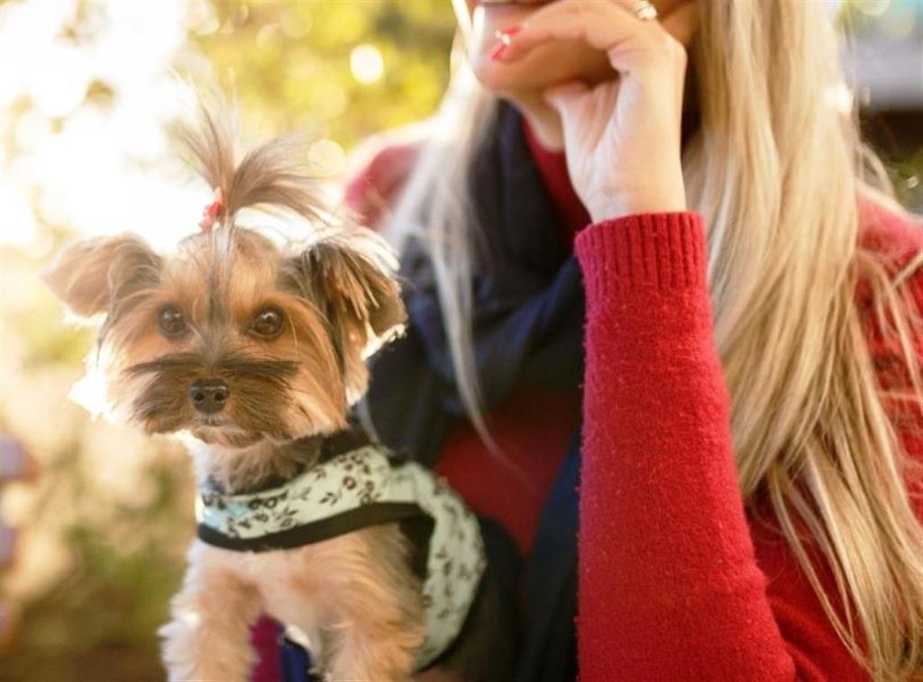 Nova lei amplia controle para venda e exposição de pets em todo o Estado