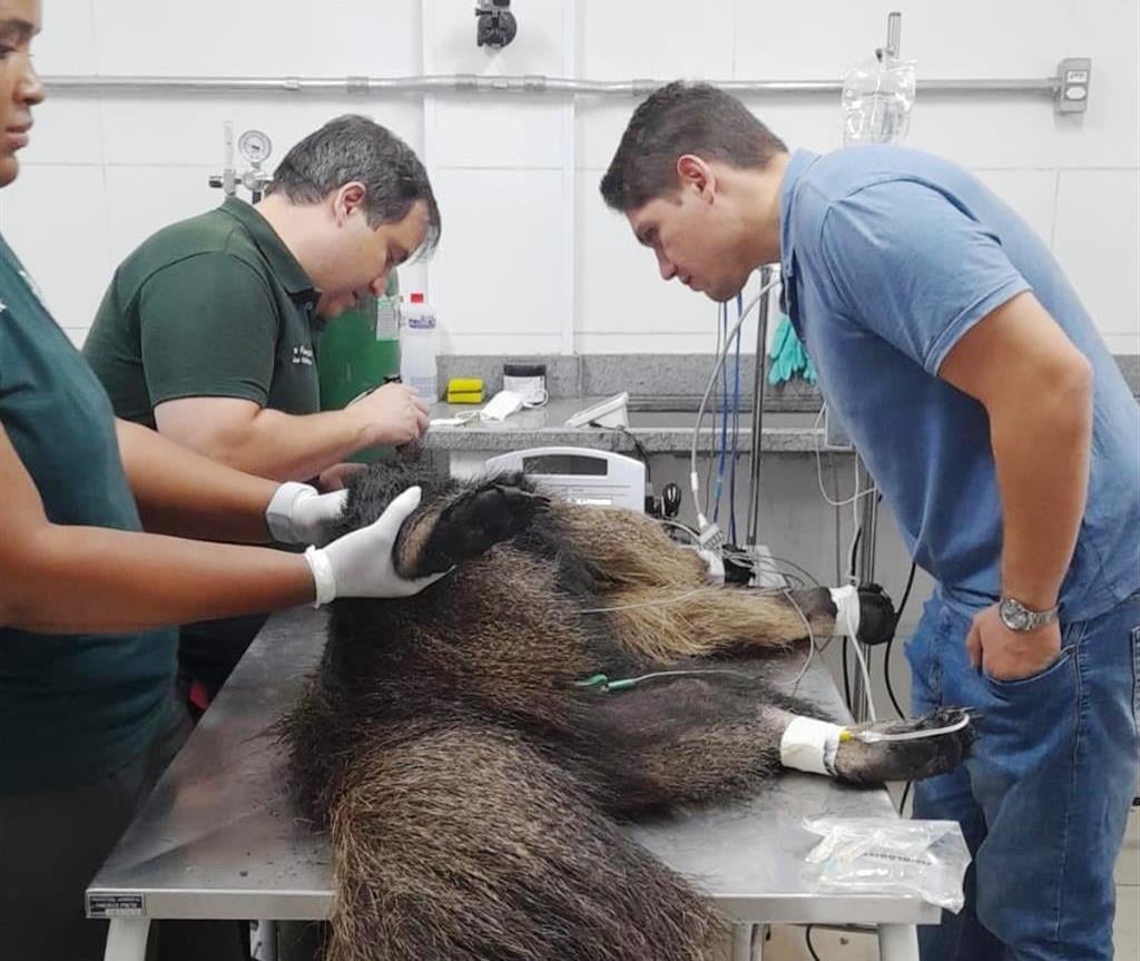 Rede atende animais silvestres feridos em queimadas; tem unidade em Assis