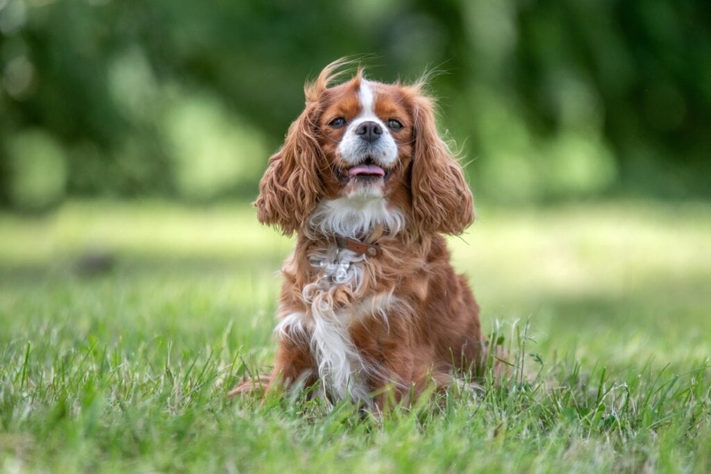 Cavalier king charles spaniel sentado na grama em um parque