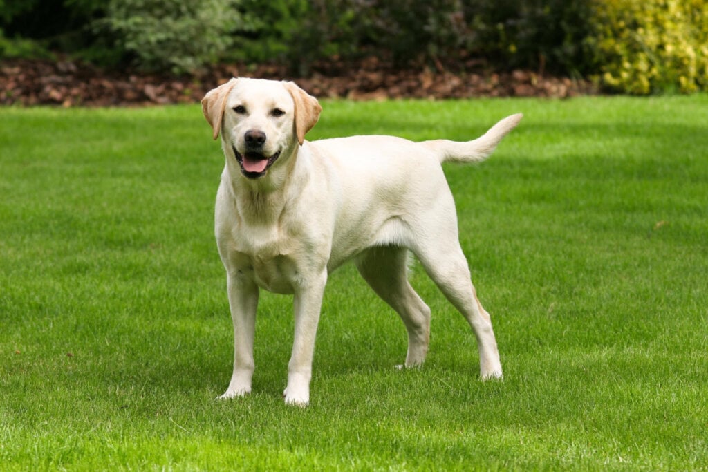 Labrador retriever na grama