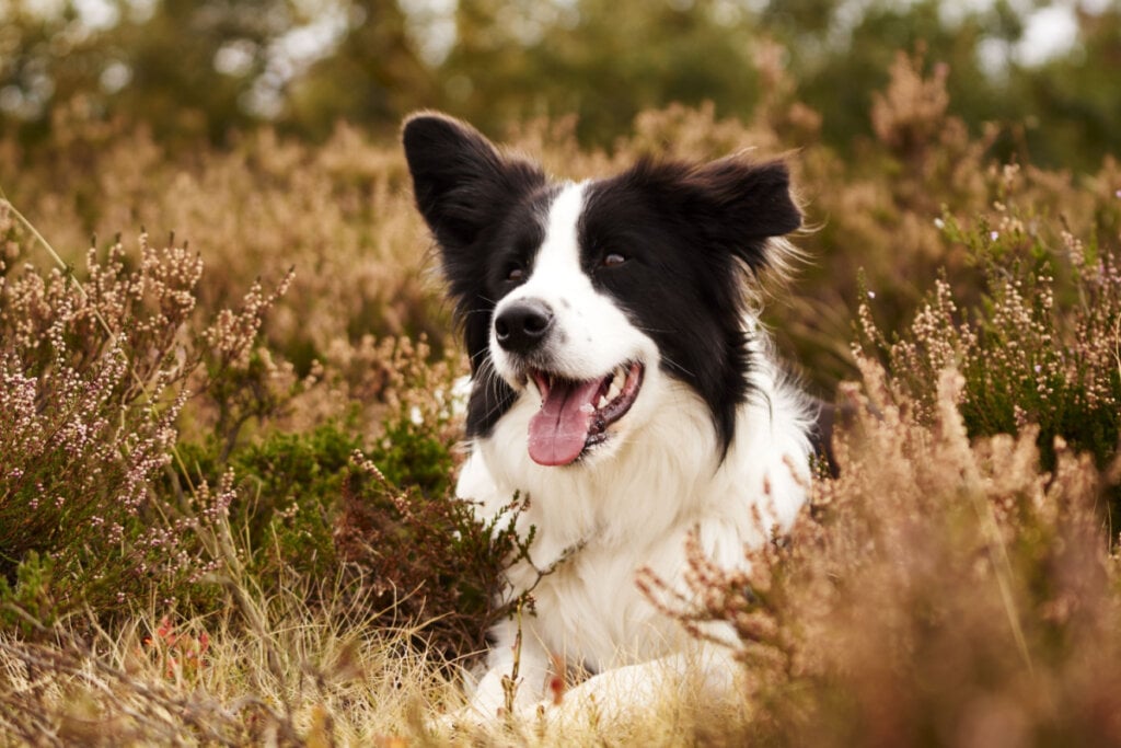 Border Collie branco e preto deitado em meio a plantas