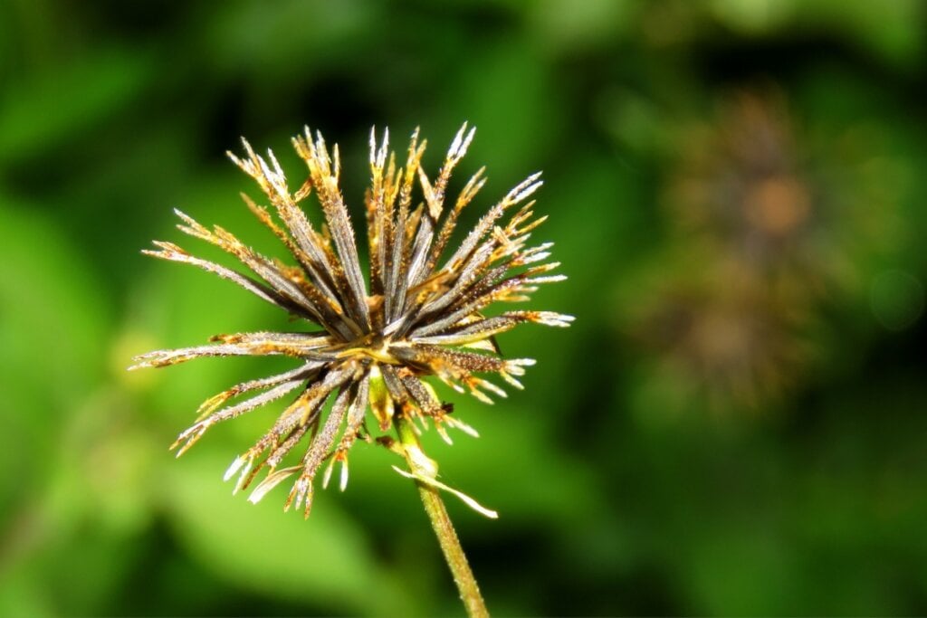 imagem de flor de picão-preto