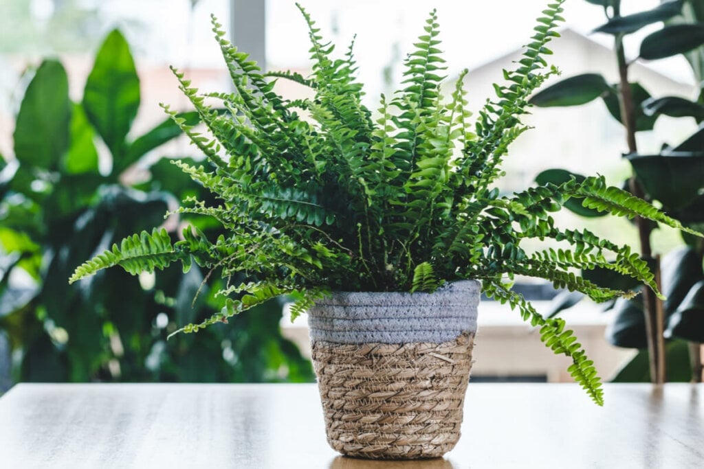 Samambaia dentro de um vaso para plantas